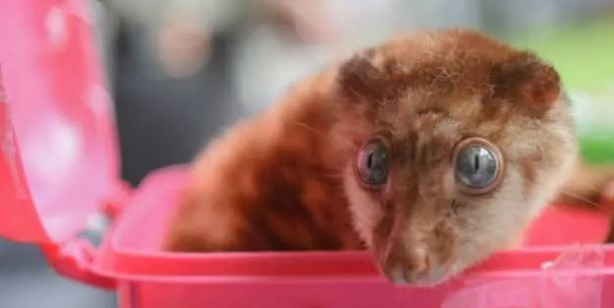 Foto - Tayland’dan Hindistan’a giden yolcunun bavulundan çıkanları görünce çok şaşıracaksınız! Canlı hayvan...