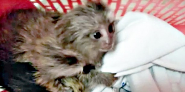 Foto - Tayland’dan Hindistan’a giden yolcunun bavulundan çıkanları görünce çok şaşıracaksınız! Canlı hayvan...