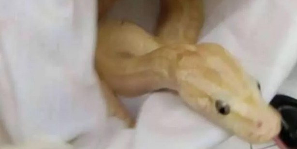 Foto - Tayland’dan Hindistan’a giden yolcunun bavulundan çıkanları görünce çok şaşıracaksınız! Canlı hayvan...