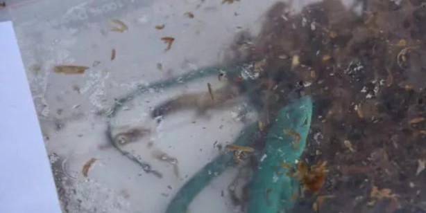 Foto - Tayland’dan Hindistan’a giden yolcunun bavulundan çıkanları görünce çok şaşıracaksınız! Canlı hayvan...