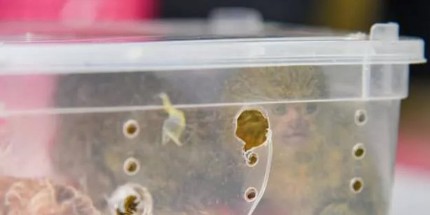 Foto - Tayland’dan Hindistan’a giden yolcunun bavulundan çıkanları görünce çok şaşıracaksınız! Canlı hayvan...