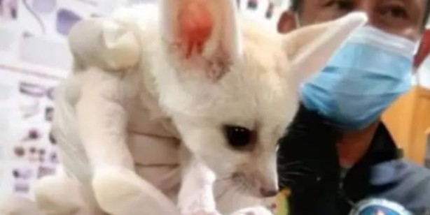 Foto - Tayland’dan Hindistan’a giden yolcunun bavulundan çıkanları görünce çok şaşıracaksınız! Canlı hayvan...