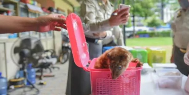 Foto - Tayland’dan Hindistan’a giden yolcunun bavulundan çıkanları görünce çok şaşıracaksınız! Canlı hayvan...