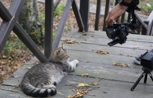 Foto - Taylandlılar Türkiye’de! Bu kasabayı görmek için Samsun’a geldiler