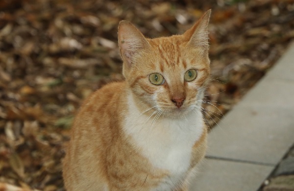 Foto - Taylandlılar Türkiye’de! Bu kasabayı görmek için Samsun’a geldiler