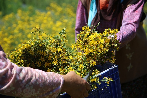 Foto - Tedavi başarısını yüzde 40 azaltıyor! Kanser hastaları bu bitkiyi evinize bile sokmayın