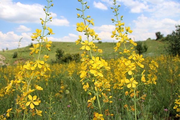 Tedavi başarısını yüzde 40 azaltıyor! Kanser hastaları bu bitkiyi evinize bile sokmayın