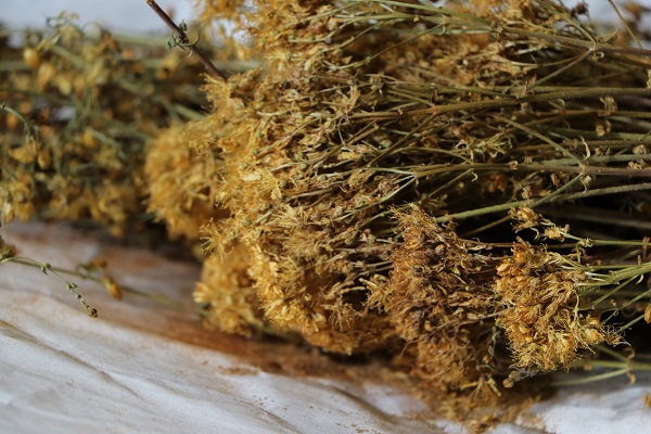 Foto - Tedavi başarısını yüzde 40 azaltıyor! Kanser hastaları bu bitkiyi evinize bile sokmayın