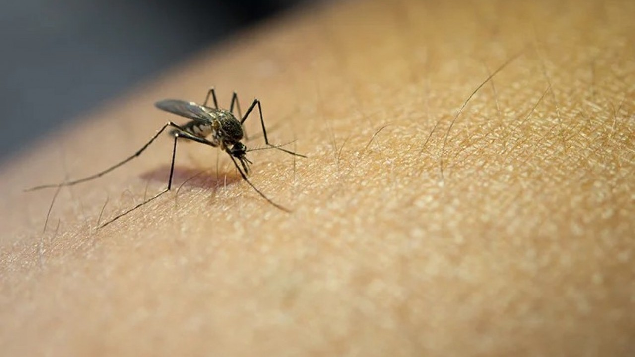 Foto - Tedavi yok, aşı yok! Türkiye'nin dibinde yayılan Batı Nil virüsü hakkında ne biliyoruz?