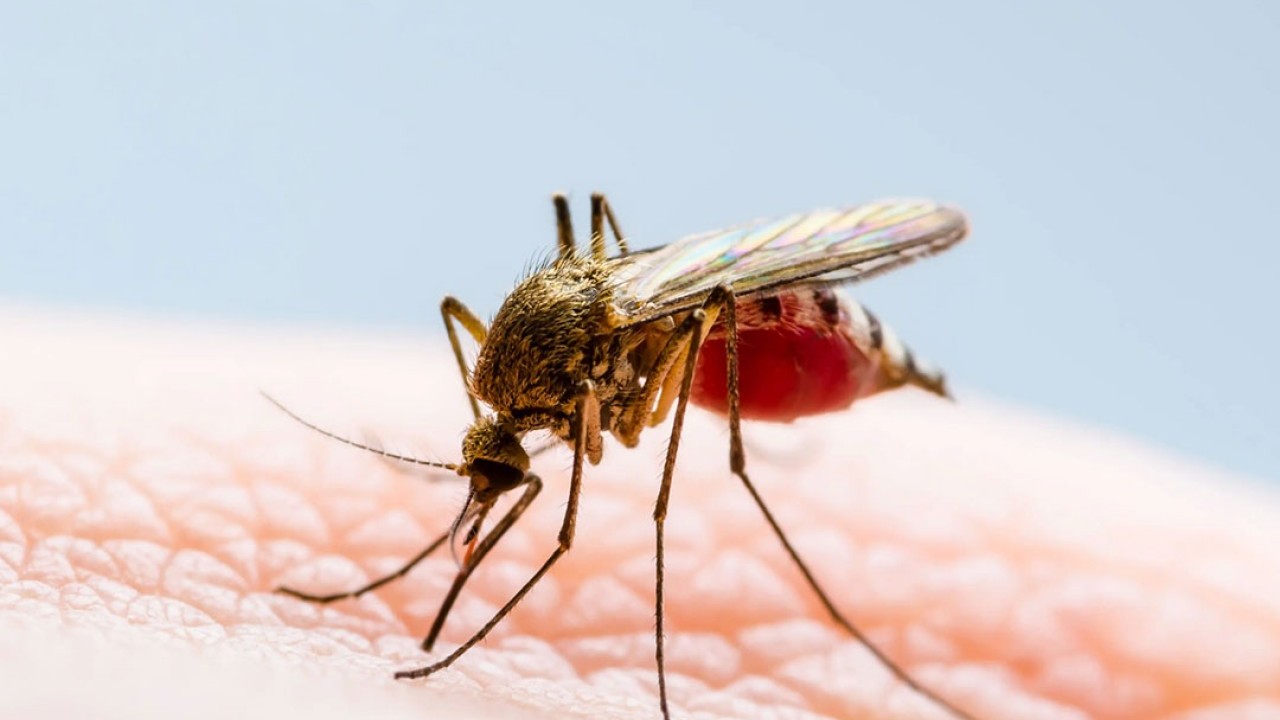 Tedavi yok, aşı yok! Türkiye'nin dibinde yayılan Batı Nil virüsü hakkında ne biliyoruz?