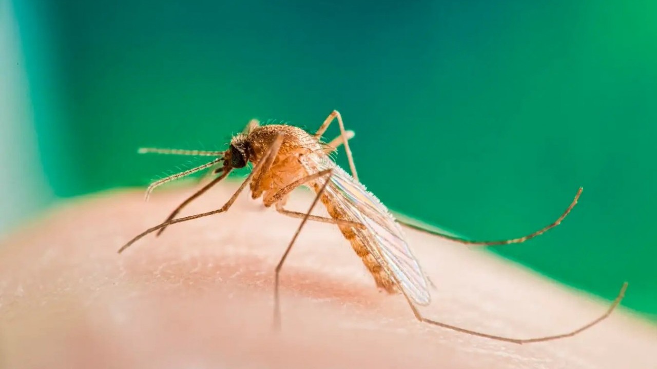 Foto - Tedavi yok, aşı yok! Türkiye'nin dibinde yayılan Batı Nil virüsü hakkında ne biliyoruz?