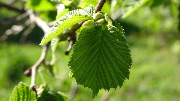 Foto - Tedirgin bekleyiş! Fındıkta tehlike kapıya dayandı
