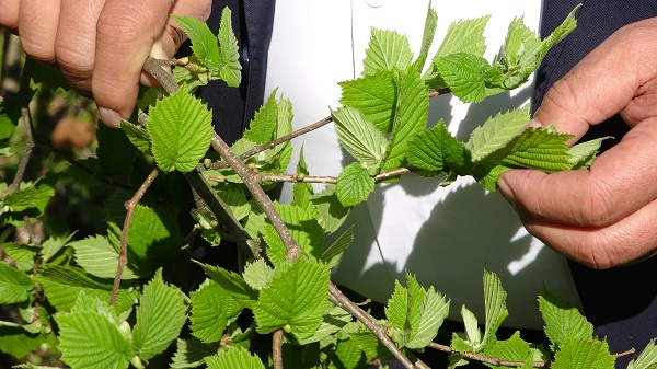 Foto - Tedirgin bekleyiş! Fındıkta tehlike kapıya dayandı