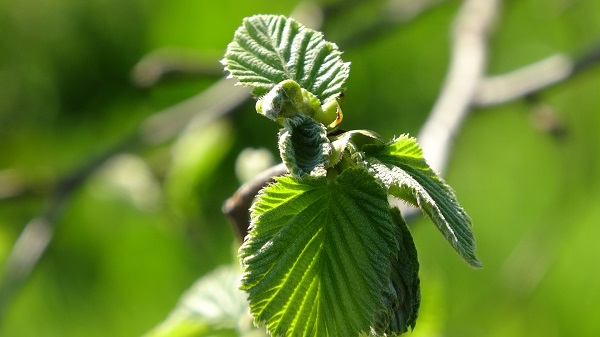 Foto - Tedirgin bekleyiş! Fındıkta tehlike kapıya dayandı