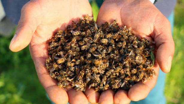 Tedirgin eden gelişme! Milyonlarcası öldü