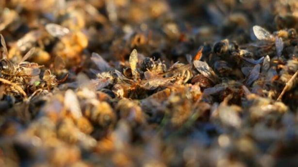 Foto - Tedirgin eden gelişme! Milyonlarcası öldü