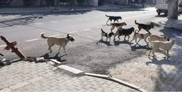 Foto - Tehlike atlatan bir vatandaş köpekler toplatılsın diye başvurdu! Mahkeme kararını verdi!