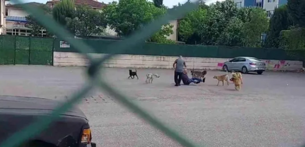 Foto - Tehlike atlatan bir vatandaş köpekler toplatılsın diye başvurdu! Mahkeme kararını verdi!