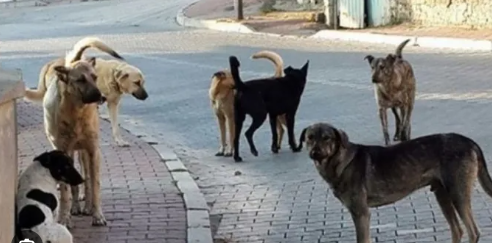 Foto - Tehlike atlatan bir vatandaş köpekler toplatılsın diye başvurdu! Mahkeme kararını verdi!