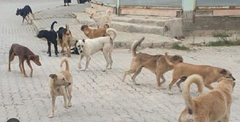 Foto - Tehlike atlatan bir vatandaş köpekler toplatılsın diye başvurdu! Mahkeme kararını verdi!