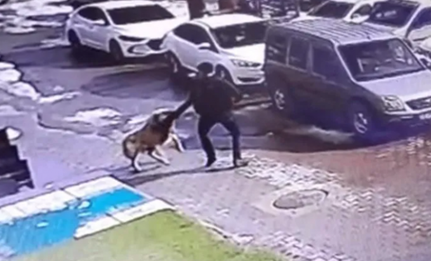 Foto - Tehlike atlatan bir vatandaş köpekler toplatılsın diye başvurdu! Mahkeme kararını verdi!