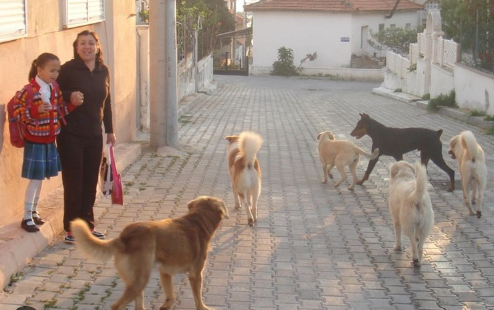 Foto - Tehlike atlatan bir vatandaş köpekler toplatılsın diye başvurdu! Mahkeme kararını verdi!