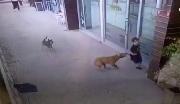 Foto - Tehlike atlatan bir vatandaş köpekler toplatılsın diye başvurdu! Mahkeme kararını verdi!