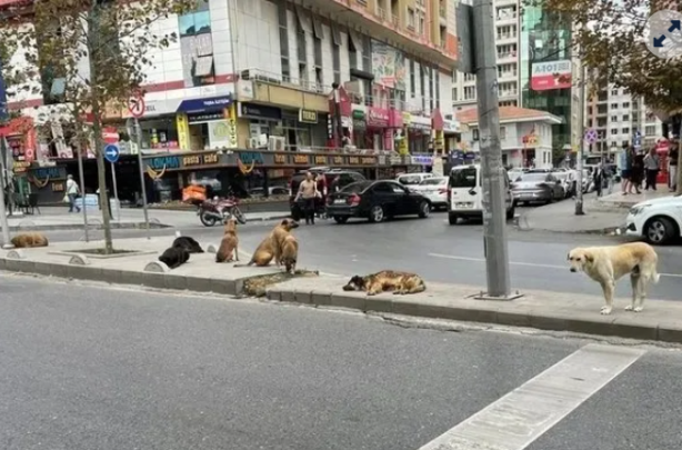 Foto - Tehlike atlatan bir vatandaş köpekler toplatılsın diye başvurdu! Mahkeme kararını verdi!