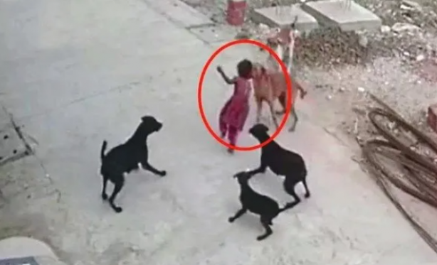 Foto - Tehlike atlatan bir vatandaş köpekler toplatılsın diye başvurdu! Mahkeme kararını verdi!