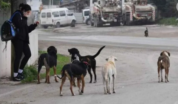 Foto - Tehlike atlatan bir vatandaş köpekler toplatılsın diye başvurdu! Mahkeme kararını verdi!