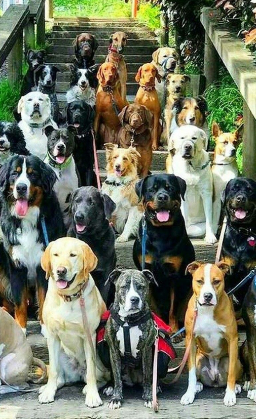 Foto - Tehlike atlatan bir vatandaş köpekler toplatılsın diye başvurdu! Mahkeme kararını verdi!