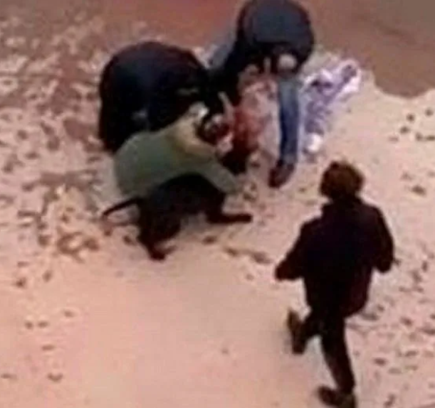 Foto - Tehlike atlatan bir vatandaş köpekler toplatılsın diye başvurdu! Mahkeme kararını verdi!