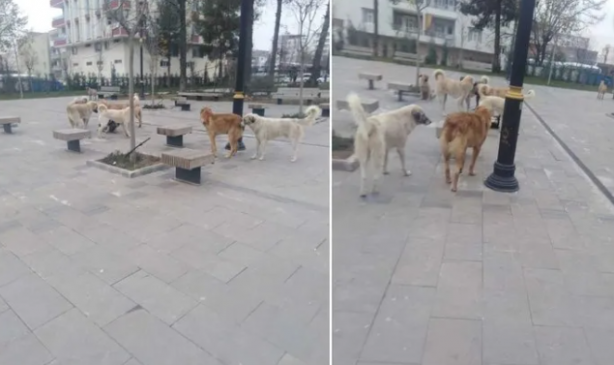 Foto - Tehlike atlatan bir vatandaş köpekler toplatılsın diye başvurdu! Mahkeme kararını verdi!