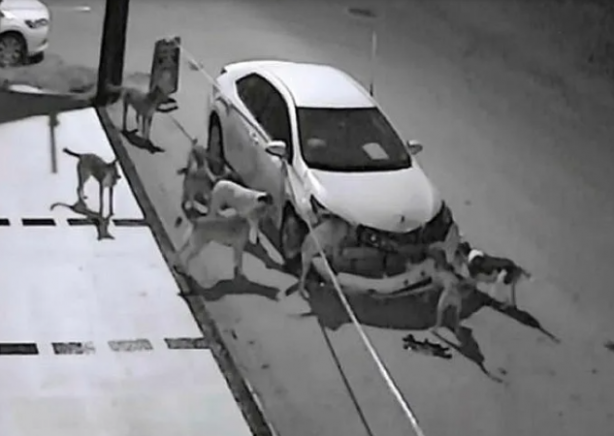 Tehlike atlatan bir vatandaş köpekler toplatılsın diye başvurdu! Mahkeme kararını verdi!