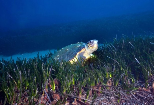 Foto - Tehlike çanları! Akdeniz için endişelendiren durum