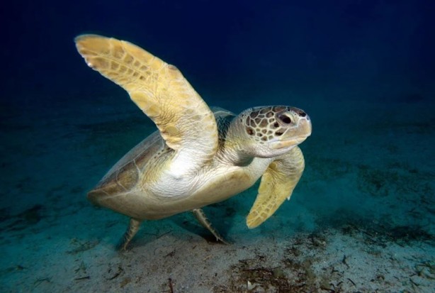 Foto - Tehlike çanları! Akdeniz için endişelendiren durum