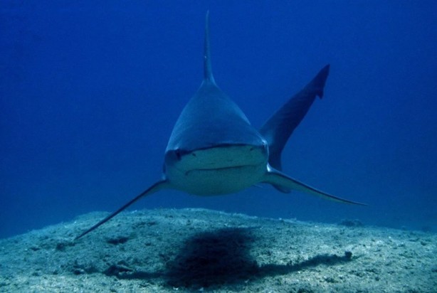 Foto - Tehlike çanları! Akdeniz için endişelendiren durum