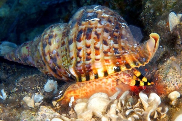 Foto - Tehlike çanları! Akdeniz için endişelendiren durum
