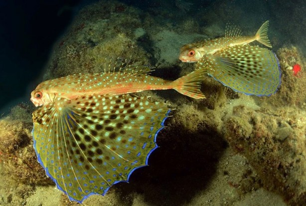 Foto - Tehlike çanları! Akdeniz için endişelendiren durum