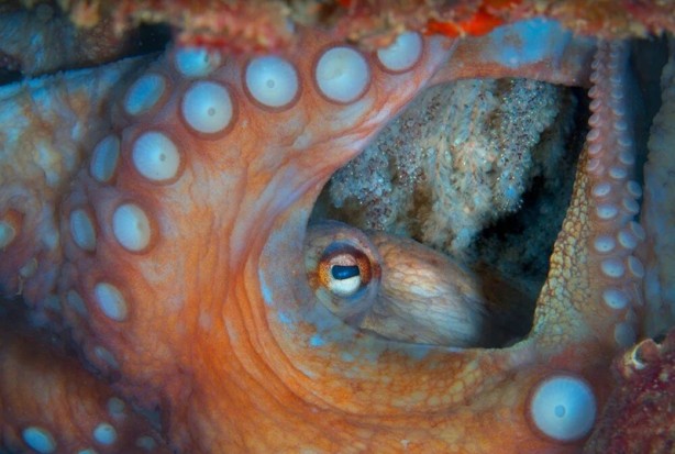 Foto - Tehlike çanları! Akdeniz için endişelendiren durum