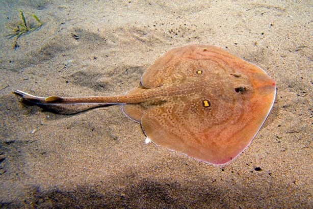 Foto - Tehlike çanları! Akdeniz için endişelendiren durum