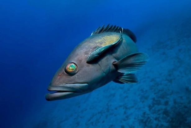 Tehlike çanları! Akdeniz için endişelendiren durum