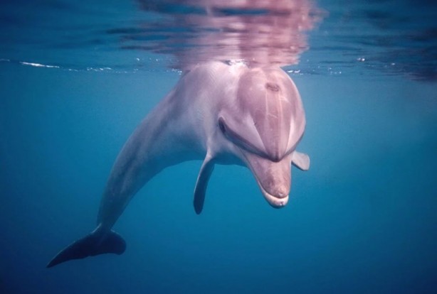Foto - Tehlike çanları! Akdeniz için endişelendiren durum