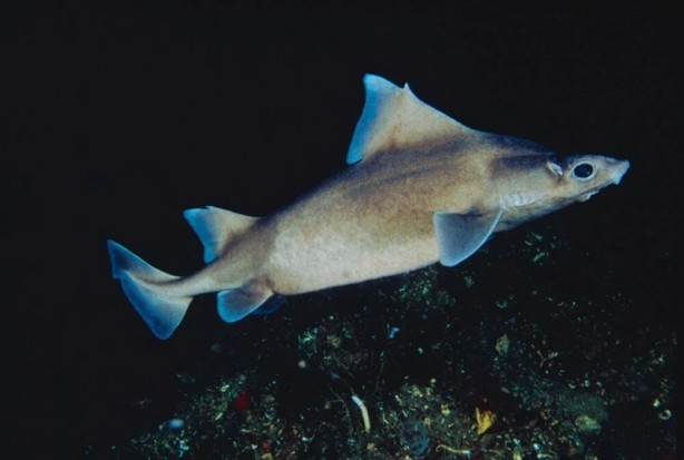 Foto - Tehlike çanları! Akdeniz için endişelendiren durum