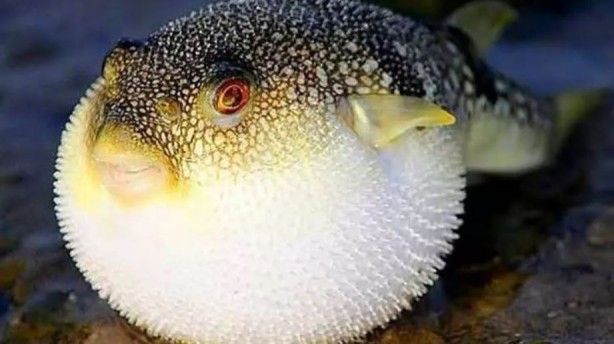 Foto - Tehlike giderek yayılıyor! Çanakkale Boğazı'na dayandı