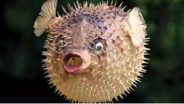 Foto - Tehlike giderek yayılıyor! Çanakkale Boğazı'na dayandı