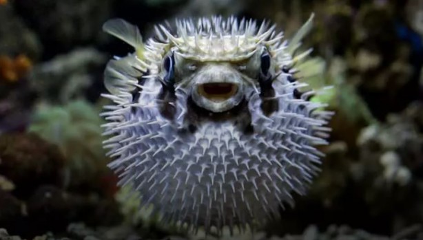Foto - Tehlike giderek yayılıyor! Çanakkale Boğazı'na dayandı