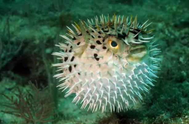 Foto - Tehlike giderek yayılıyor! Çanakkale Boğazı'na dayandı