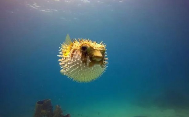 Foto - Tehlike giderek yayılıyor! Çanakkale Boğazı'na dayandı