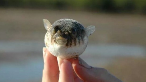 Foto - Tehlike giderek yayılıyor! Çanakkale Boğazı'na dayandı